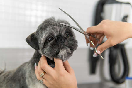 Hairstyle or haircut treatment with groomer scissors to a gorgeous Shih Tzu breed dog undergoing canine grooming treatmentの写真素材