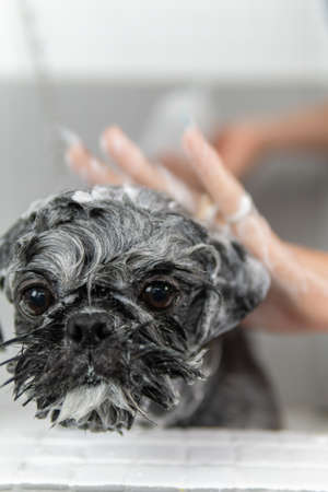 Soaping a beautiful Shih Tzu breed dog, during a hygienic shower in veterinary treatmentの写真素材