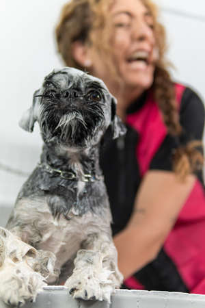 Shih Tzu dog sticking out his tongue, soaped up in a hygienic shower by his veterinarianの写真素材