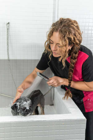 Shih Tzu dog sticking out his tongue, soaped up in a hygienic shower by his veterinarianの写真素材