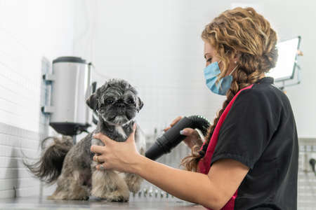 Using a hair dryer to care for a Shih Tzu puppy after a bath, in a veterinary clinic or dog grooming salonの写真素材