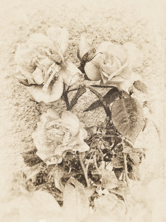 Three roses textured in a soft sepia antique style against a plastered wall with scratches and stains.の写真素材