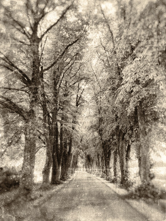 Lane of oak trees in sepia vintage tones with scratches and stains.の写真素材