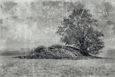 Lonely tree on a small hill textured in black and white.の写真素材