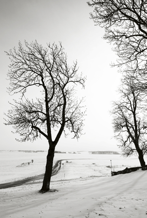 Bare trees against a clear sky in cold wintertime with rural fields in Sweden, in black and white tones.の写真素材