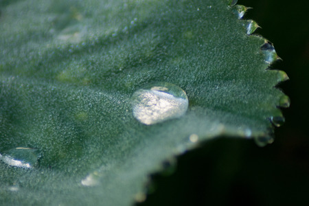 Multiple water drops on a leafの写真素材