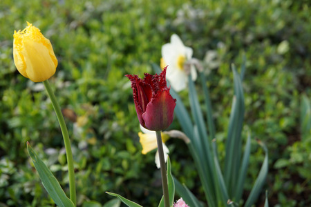 Tulips and Narcissiの写真素材
