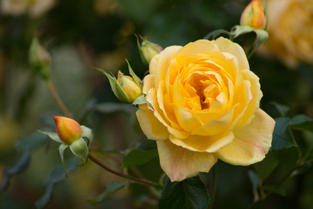 Nice yellow rose bloomの写真素材