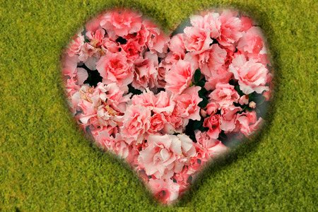 Rose heart against green backgroundの写真素材