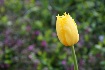 A yellow tulip with fuzzy background.の写真素材
