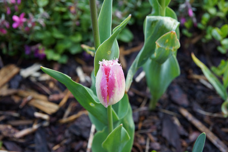 Pink Tulipの写真素材