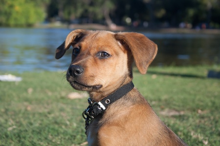 puppy Dog in park