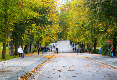 autumn road on a parkの写真素材