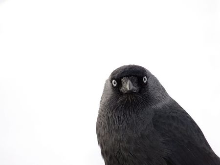Bird on white backgroundの写真素材