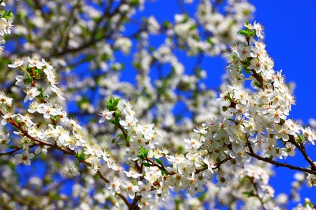 Beautiful closeup view of blooming tree in garden at spring day