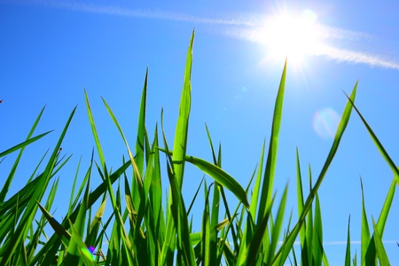 Close view of garden grass wiht blue sky on the background