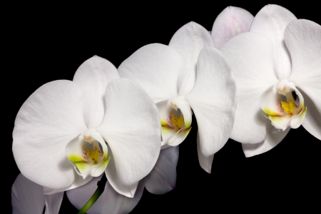 Beautiful Phalaenopsis Orchids isolated on black backgroundの写真素材