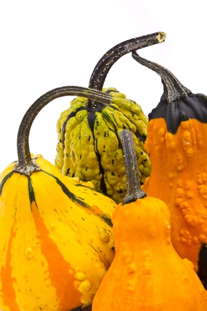 Decorative pumpkins squash isolated on white backgroundの写真素材