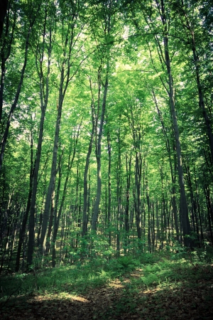 Mysterious dark forest near Rzeszow, Polandの写真素材