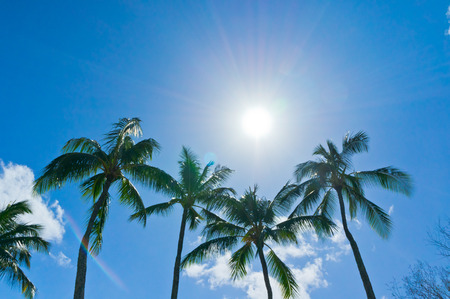 Beautiful palm trees view of Nawiliwili, Kauai Island, Hawaii, USAの写真素材