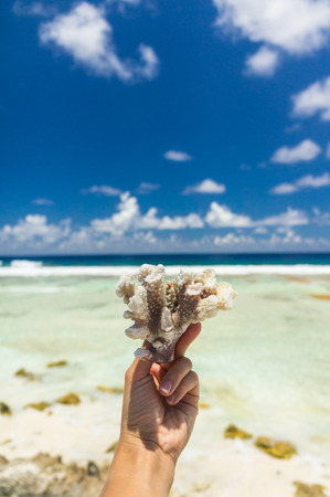 Beautiful coral in hand from Rangiroa, French Polynesiaの写真素材