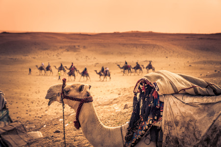 Sitting camel at egyptian desert in Cairoの写真素材