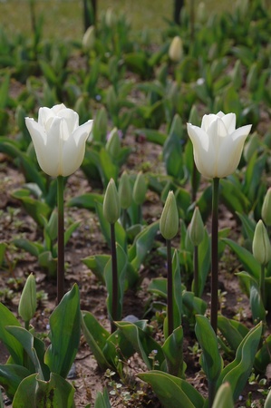 white tulipsの写真素材