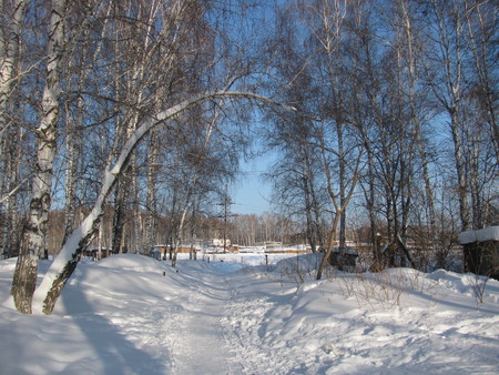 Snazy forestの写真素材