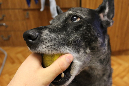 Grey dog playing with a ball at home