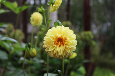 Beautiful yellow dahlia in the gardenの写真素材