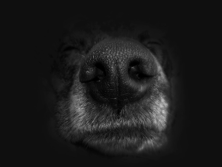 Big nose sheepdog on a black backgroundの写真素材