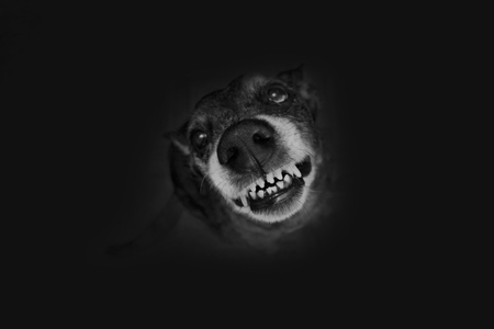 Grey shepherd grinsの写真素材