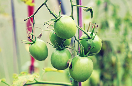 Green tomato in the greenhouse in the summerの写真素材