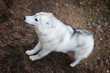 Siberian husky on nature