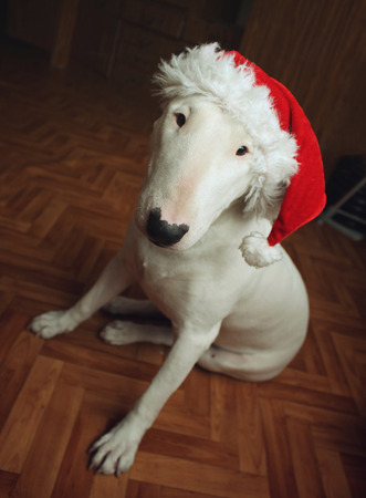 White bull Terrier in a Christmas hat in the houseの写真素材