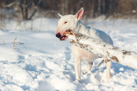 White English Bull Terrier play with a stick on natureの写真素材