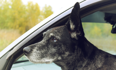 Grey shepherd looks out of the carの写真素材