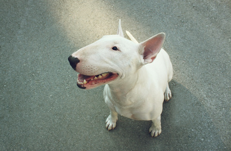 English bull Terrierの写真素材