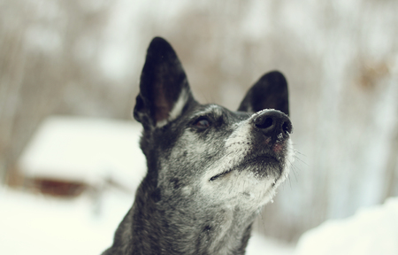 Face shepherd in the snow in the cold winterの写真素材