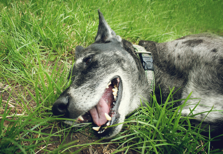 Muzzle grey shepherd on the grass in the summerの写真素材