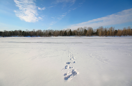 Forest and field in snow in the winterの写真素材