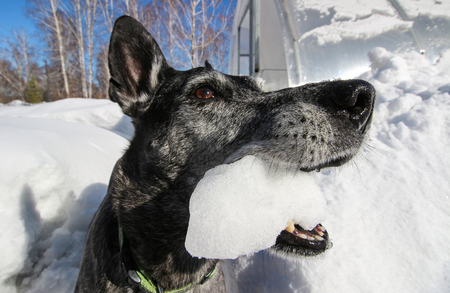 Gray sheepdog holds a snowball in the mouthの写真素材