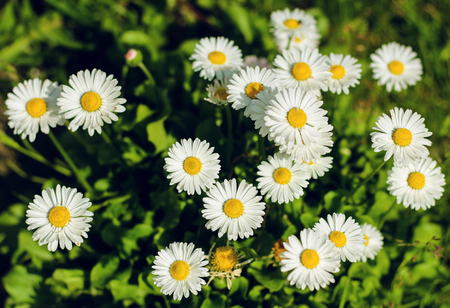 A small field of daisiesの写真素材