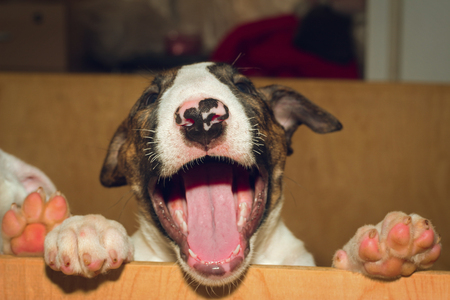 Little Puppy of English Bull Terrierの写真素材