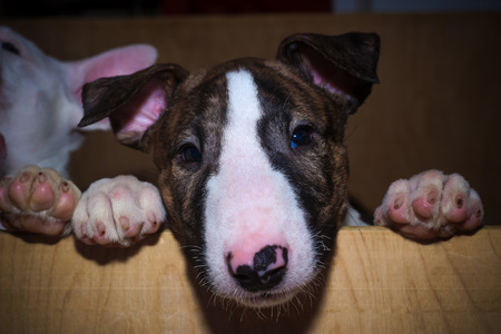 Little Puppy of English Bull Terrierの写真素材