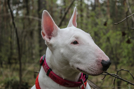 White Bull Terrier on natureの写真素材
