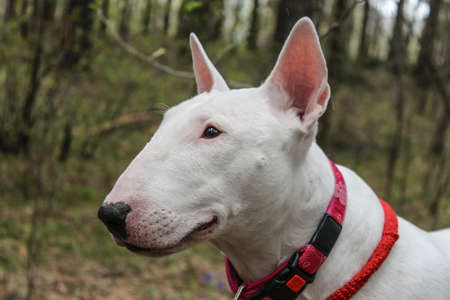White Bull Terrier on natureの写真素材