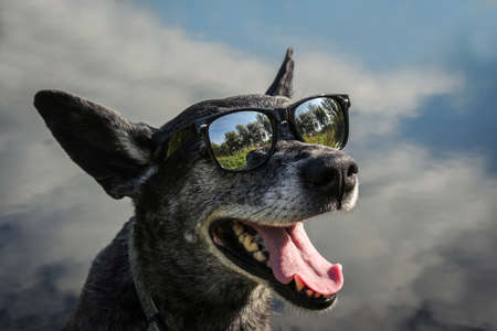 Gray shepherd in sunglasses on nature