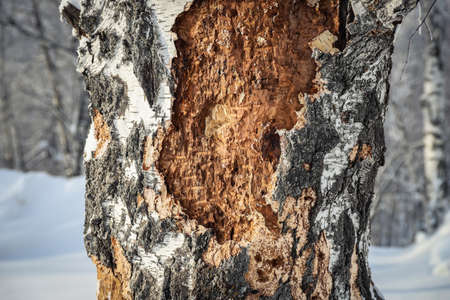Damaged birch tree bark close-up. snow winterの写真素材