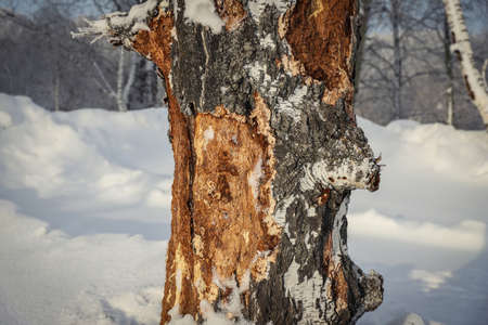 Damaged birch tree bark close-up. snow winterの写真素材